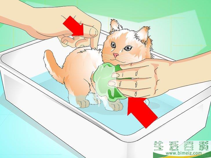 怎么给猫崽洗澡