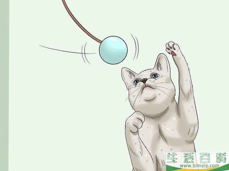 怎么让你的猫爱你