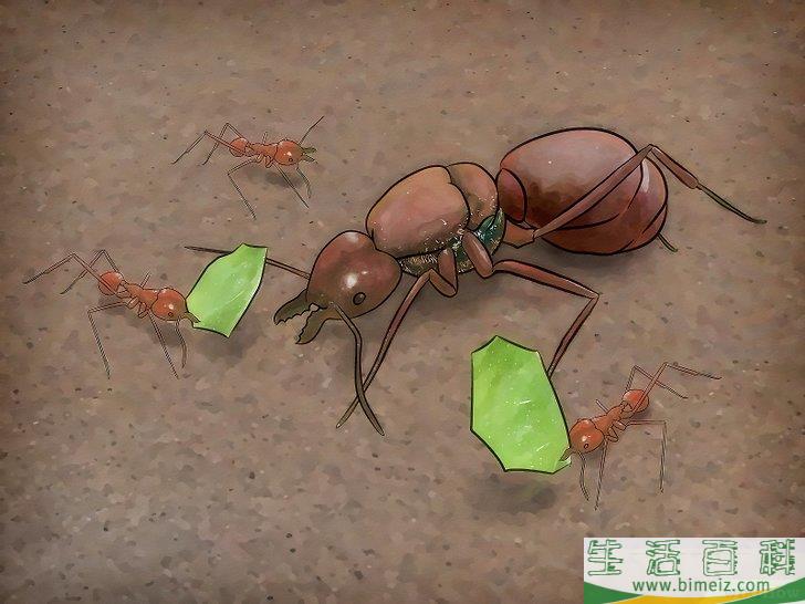 怎么辨别蚁后