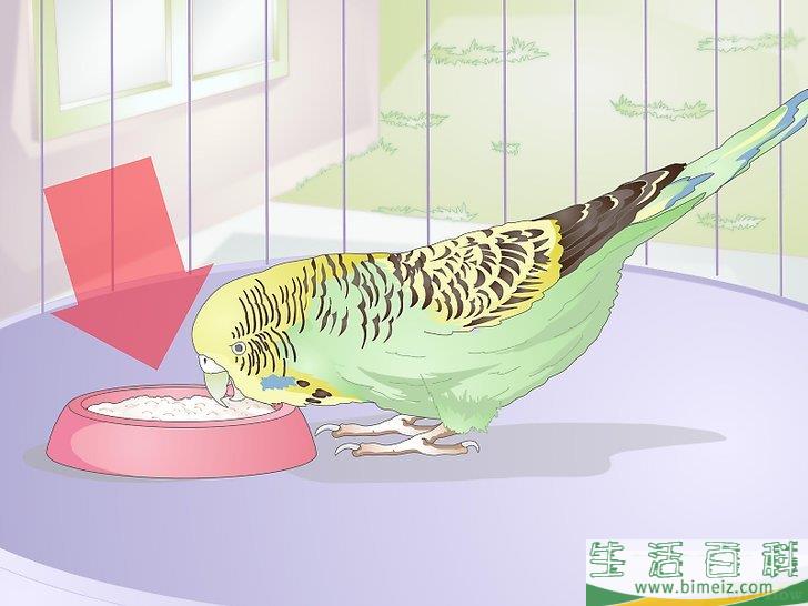怎么喂养虎皮鹦鹉