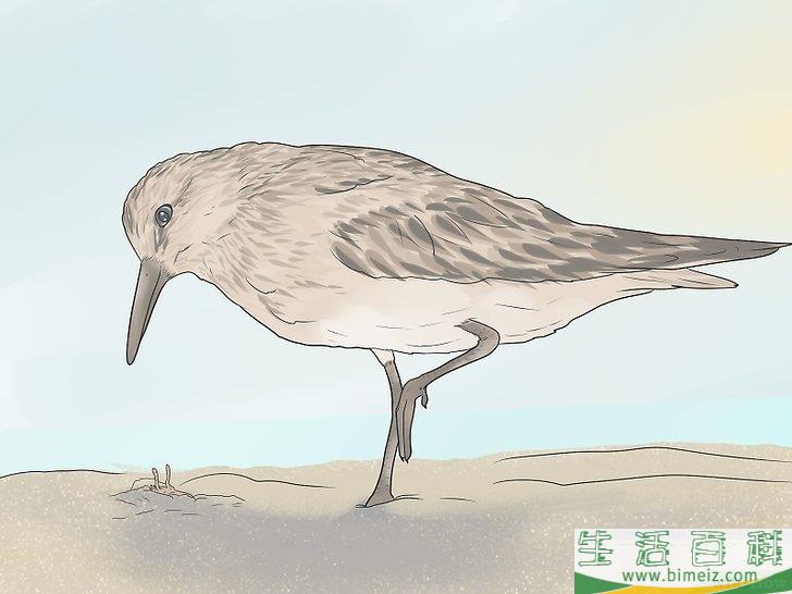 怎么抓沙蟹