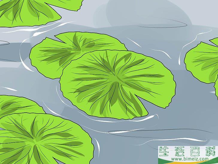 怎么保持池塘清洁