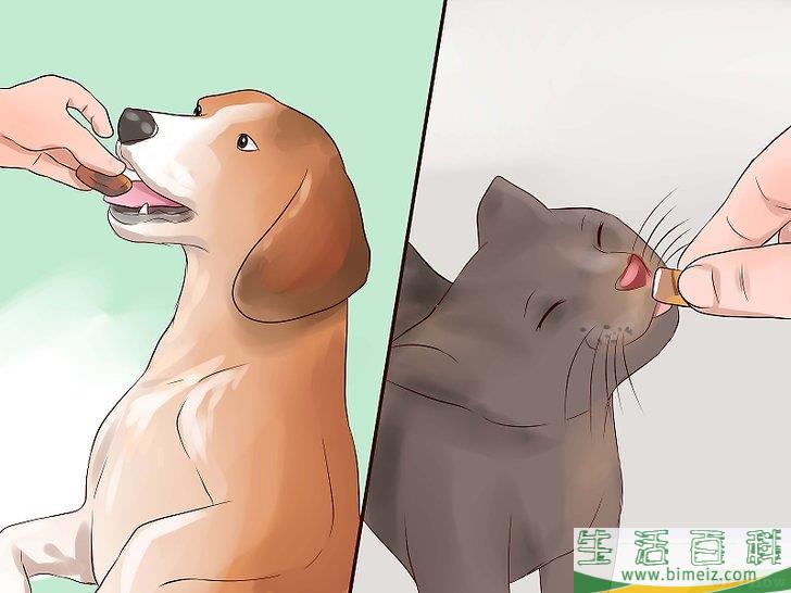 怎么让狗不再追赶猫咪