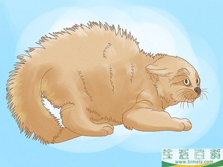 怎么向猫咪道歉