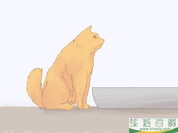 怎么防止猫咪在地毯上撒尿