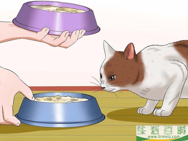 怎么自制猫食