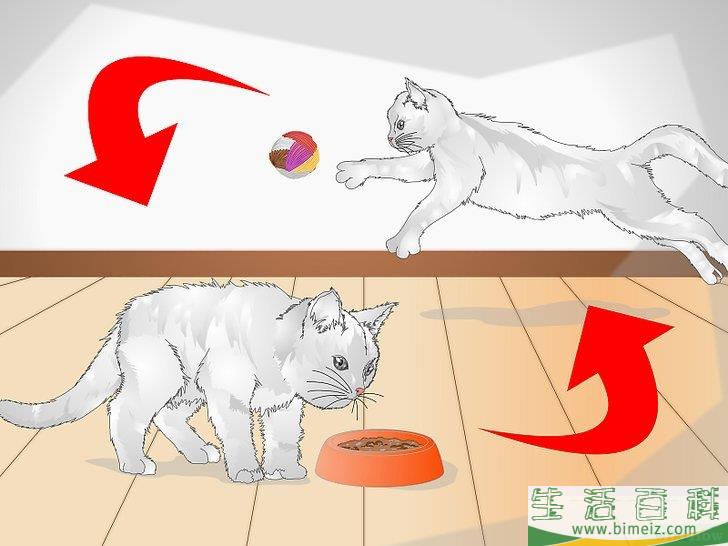 怎么宠爱猫咪