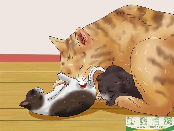 怎么照顾刚出生的小猫