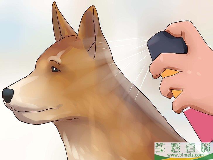 怎么让狗不再追赶猫咪