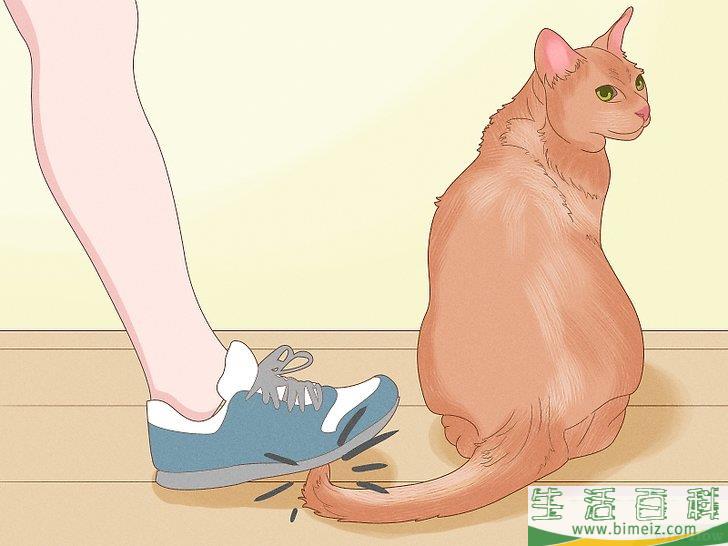 怎么向猫咪道歉