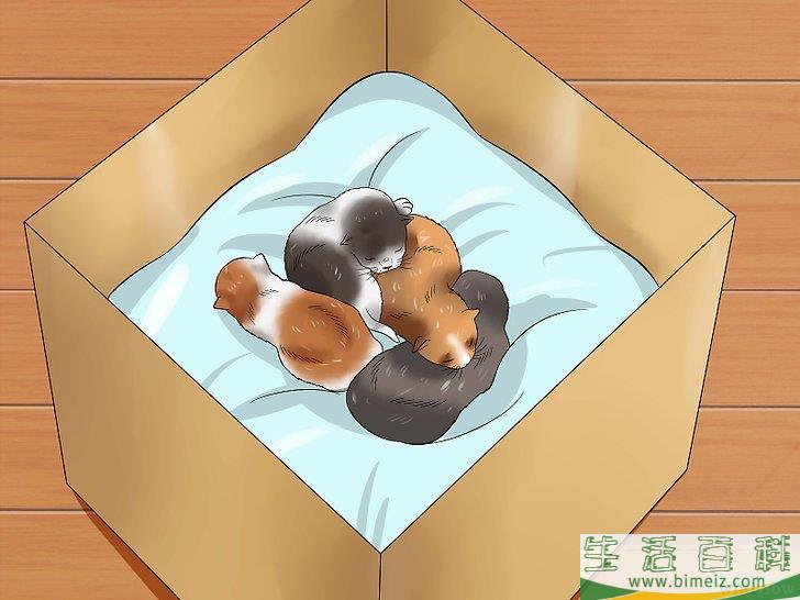 怎么照顾刚出生的小猫