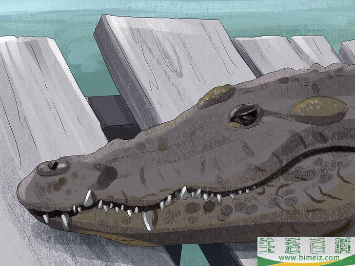 怎么区分短吻鳄和其他鳄鱼