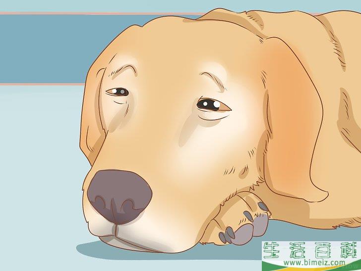 怎么判断狗狗是否得了忧郁症