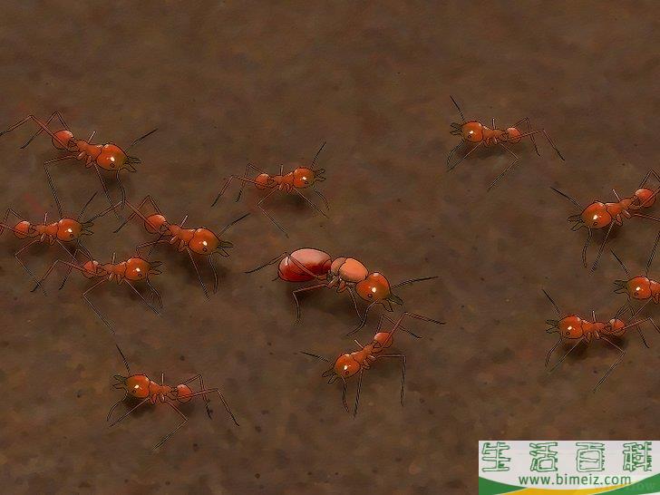 怎么辨别蚁后