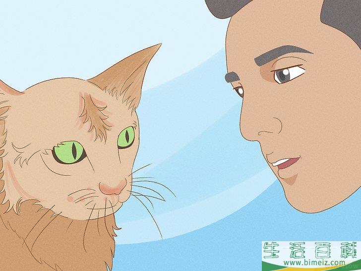 怎么向猫咪道歉