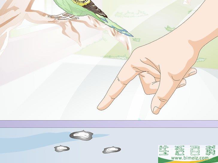 怎么喂养虎皮鹦鹉