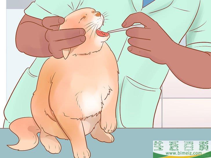怎么判断一只猫是否生病