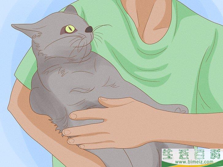 怎么向猫咪道歉