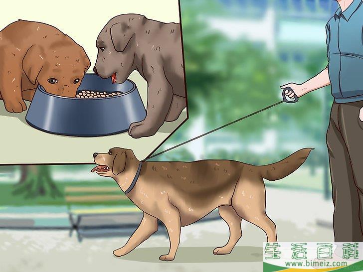 怎么给幼犬断奶
