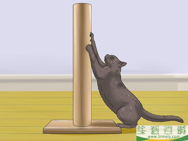 怎么让你的猫爱你
