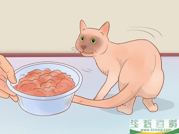 怎么判断一只猫是否生病