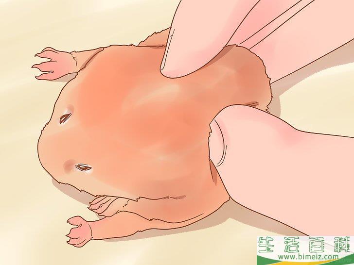 怎么判断仓鼠的性别