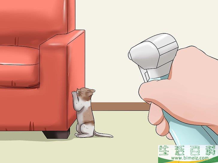 怎么训练幼猫