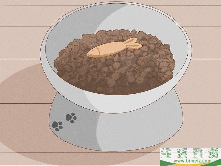 怎么向猫咪道歉