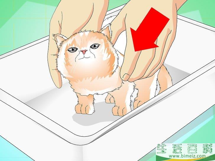 怎么给猫崽洗澡