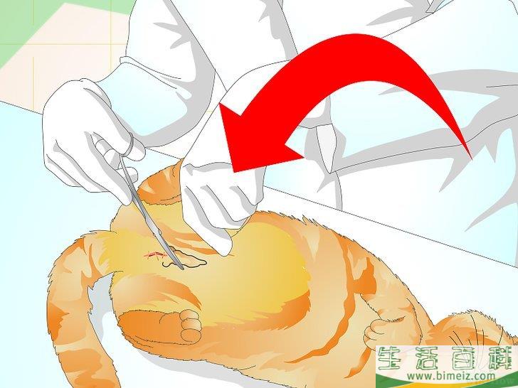 怎么防止猫咪乱撒尿