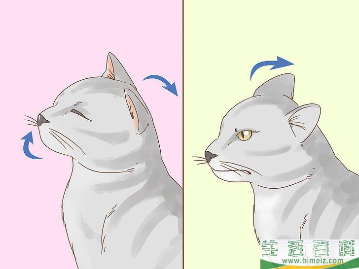 怎么和猫咪交流