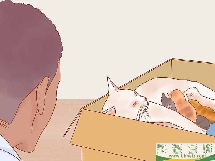 怎么照顾幼猫