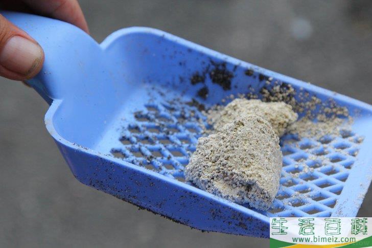 怎么去除木地板上的猫尿