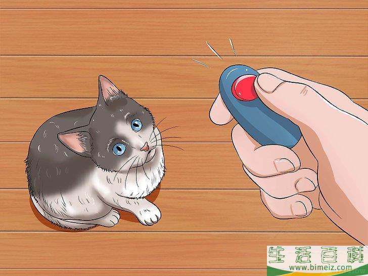 怎么训练幼猫