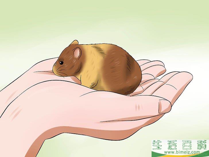 怎么训练仓鼠不咬人
