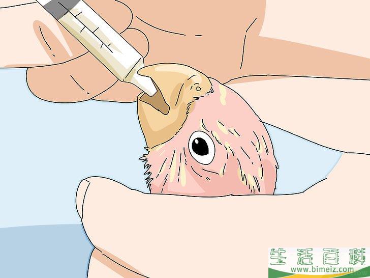 怎么喂养牡丹鹦鹉