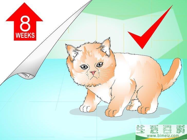 怎么给猫崽洗澡