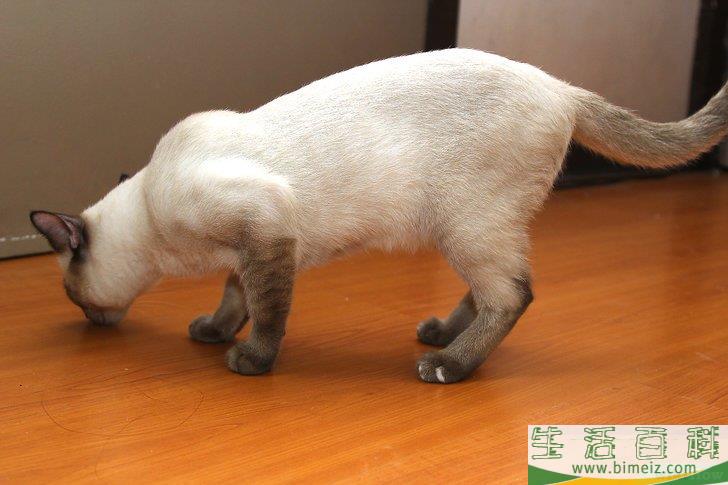 怎么去除木地板上的猫尿
