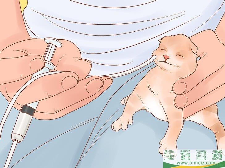 怎么照顾幼猫