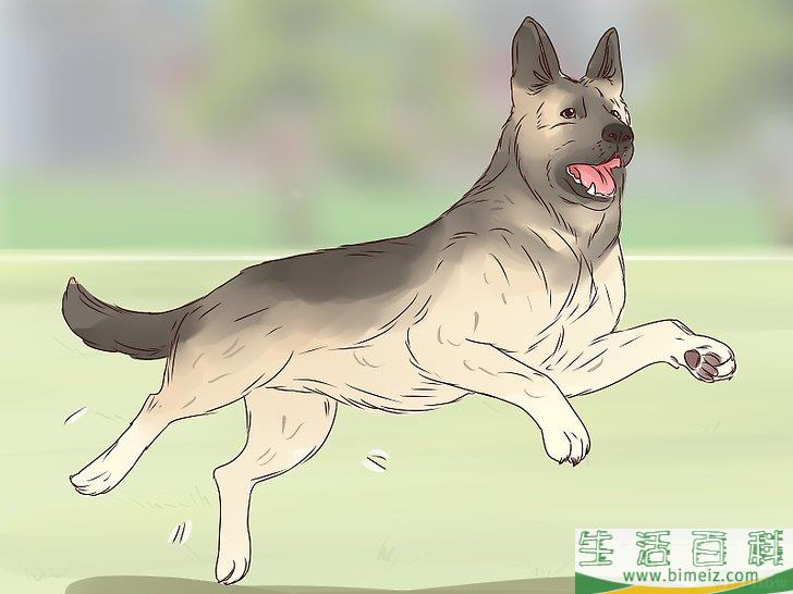 怎么让狗不再舔人