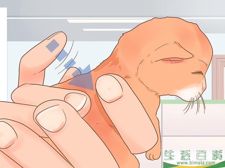 怎么照顾幼猫
