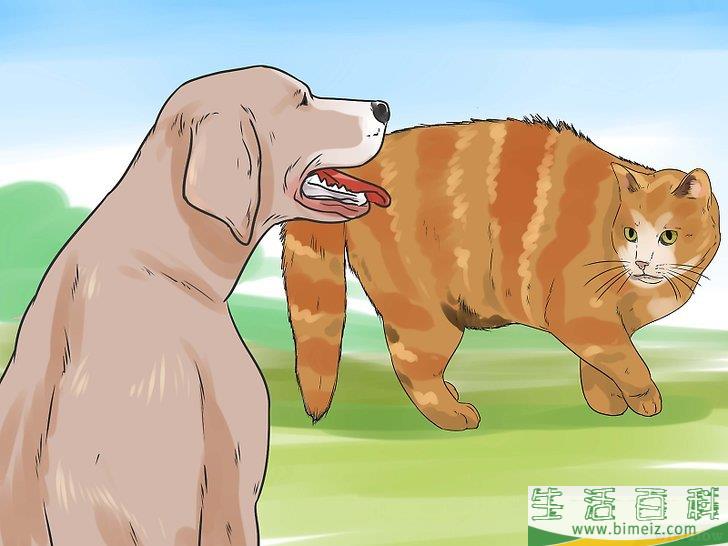 怎么让猫咪不再发出嘶嘶声