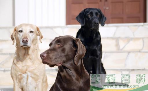 【拉布拉多犬AKC标准】
