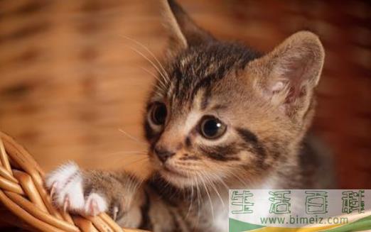 扒一扒猫爪的小秘密 杀机藏在肉垫里
