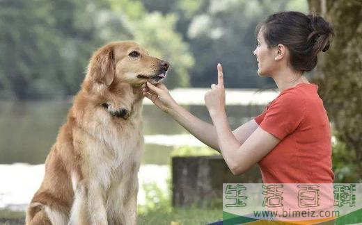 养宠物狗狗 狗狗项圈的使用方法与选购原则