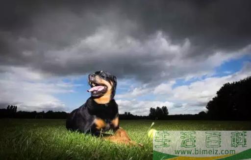   分享 更多   猛犬中的4种“假货”，只是看着威武，实际上