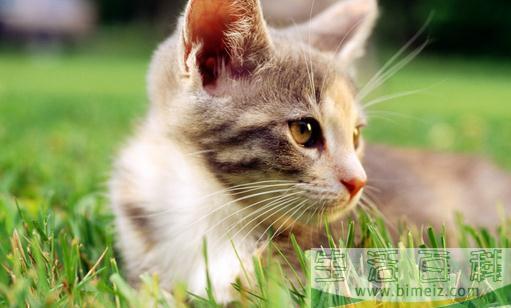 给猫咪做绝育手术需要注意的事项