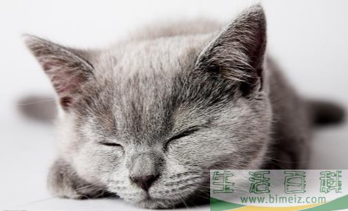 猫抓家具怎么办 防止猫乱抓家具的方法介绍