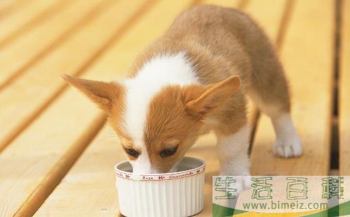 喂小狗吃饭 狗狗用餐顺序的训练方法