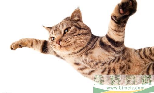 猫抓家具怎么办 防止猫乱抓家具的方法介绍